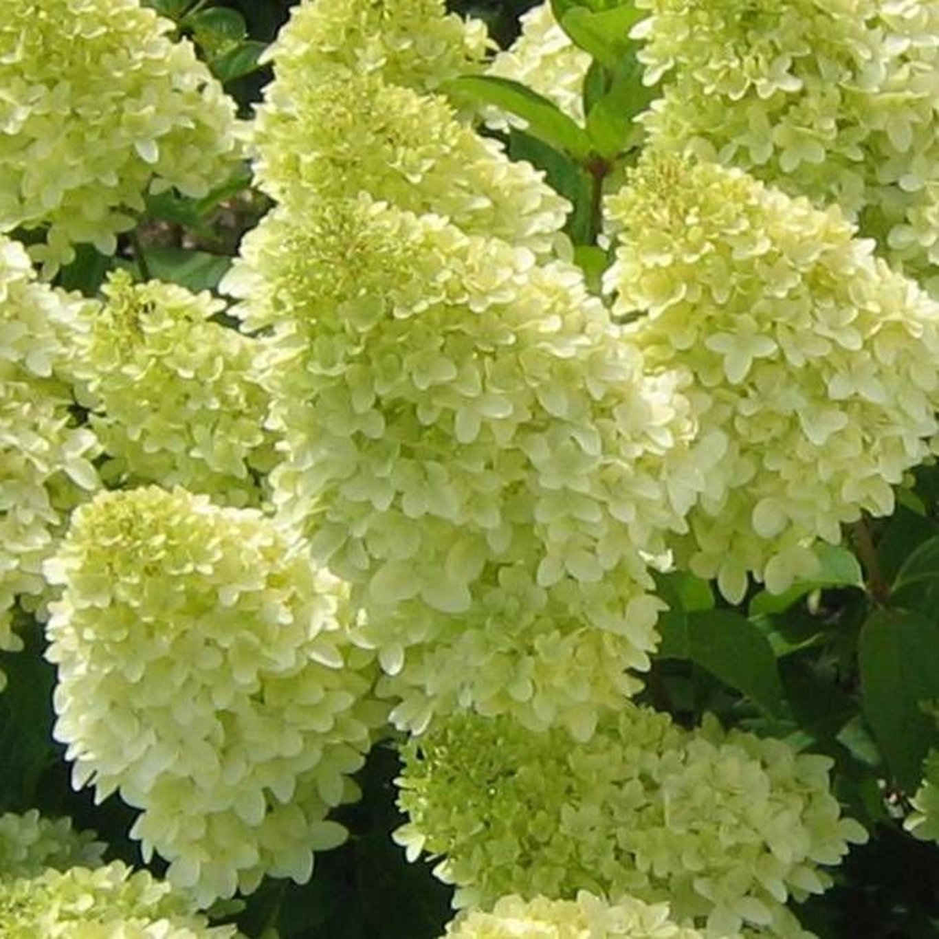 Hydrangea pan. 'Limelight' - 40-60 CM bare root 0/1/1 1-2-3 branche